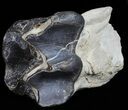 Large, Fossil Brontotherium (Titanothere) Molar - South Dakota #50800-4